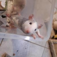 Dory - Rat  - Femelle