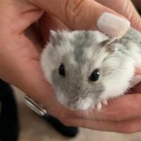 Kiki - Hamster  - Mâle