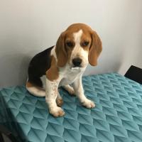 Rox - Beagle  - Mâle