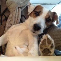 Arry - Jack Russell Terrier (Jack Russell d'Australie)  - Mâle
