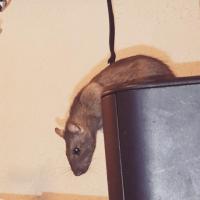 Speedy - Rat  - Femelle