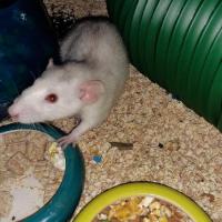 Canabis - Rat  - Femelle