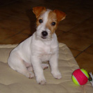 Chipie - Jack Russell Terrier (Jack Russell d'Australie)  - Femelle