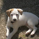 Bambou - Jack Russell Terrier (Jack Russell d'Australie)  - Mâle