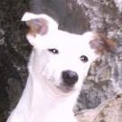 Apy - Jack Russell Terrier (Jack Russell d'Australie)  - Femelle