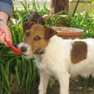 Asap - Jack Russell Terrier (Jack Russell d'Australie)  - Mâle