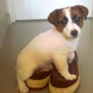 Mac - Jack Russell Terrier (Jack Russell d'Australie)  - Femelle