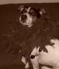 Ufo - Jack Russell Terrier (Jack Russell d'Australie)  - Mâle