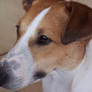 Rocket - Jack Russell Terrier (Jack Russell d'Australie)  - Mâle