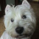 Onyx - West Highland White Terrier (Westie, White Terrier  - Mâle