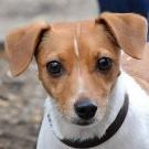 Rustine - Jack Russell Terrier (Jack Russell d'Australie)  - Femelle stérilisée
