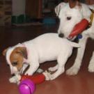 Windy - Jack Russell Terrier (Jack Russell d'Australie)  - Femelle stérilisée