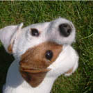 Fly - Jack Russell Terrier (Jack Russell d'Australie)  - Mâle