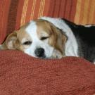Sissi - Beagle  - Femelle stérilisée