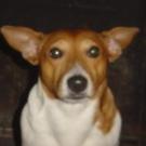 Ugo - Jack Russell Terrier (Jack Russell d'Australie)  - Mâle