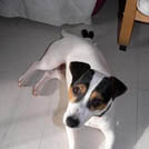 Aramys - Jack Russell Terrier (Jack Russell d'Australie)  - Mâle