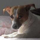 Urrika - Jack Russell Terrier (Jack Russell d'Australie)  - Femelle