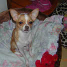 Lola - Chihuahua (Chihuahueño)  - Femelle stérilisée