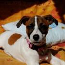Noisette - Jack Russell Terrier (Jack Russell d'Australie)  - Femelle