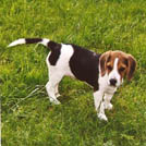 Samy - Beagle  - Mâle