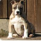 Boogie - American Staffordshire Terrier (Staffordshire Terr  - Femelle stérilisée