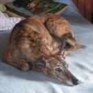 Laura - Greyhound  - Femelle stérilisée