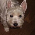 Dixie - West Highland White Terrier (Westie, White Terrier  - Femelle