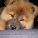 Comete - Chow Chow  - Femelle