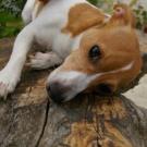 Venus - Jack Russell Terrier (Jack Russell d'Australie)  - Femelle
