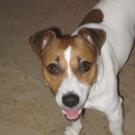 Wilou - Jack Russell Terrier (Jack Russell d'Australie)  - Mâle