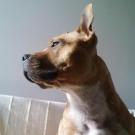 Baya - American Staffordshire Terrier (Staffordshire Terr  - Femelle stérilisée