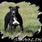 Shaolin - American Staffordshire Terrier (Staffordshire Terr  - Femelle