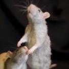 Orphen - Rat  - Femelle
