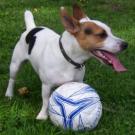 Kiki - Jack Russell Terrier (Jack Russell d'Australie)  - Mâle