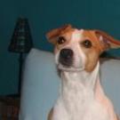 Astrid - Jack Russell Terrier (Jack Russell d'Australie)  - Femelle