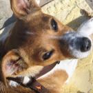 Dido - Jack Russell Terrier (Jack Russell d'Australie)  - Femelle