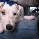 Alliah - Jack Russell Terrier (Jack Russell d'Australie)  - Femelle stérilisée