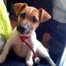 Nala - Jack Russell Terrier (Jack Russell d'Australie)  - Femelle