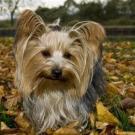 Wireless fidelity - Yorkshire Terrier  - Femelle