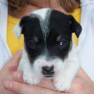 Cooper - Jack Russell Terrier (Jack Russell d'Australie)  - Mâle