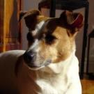 Urrika - Jack Russell Terrier (Jack Russell d'Australie)  - Femelle