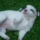 Osiris - Jack Russell Terrier (Jack Russell d'Australie)  - Femelle
