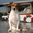 Angie - Jack Russell Terrier (Jack Russell d'Australie)  - Femelle stérilisée