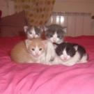 Quatre chatons  - Chat domestique poil court  - Mâle