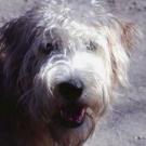 Elga - Terrier irlandais  - Femelle stérilisée