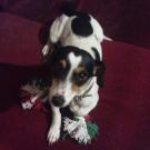 Abby - Jack Russell Terrier (Jack Russell d'Australie)  - Femelle