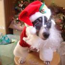 Urka - Jack Russell Terrier (Jack Russell d'Australie)  - Femelle stérilisée