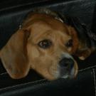 Samba - Beagle  - Femelle