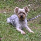 Roxy - Yorkshire Terrier  - Mâle