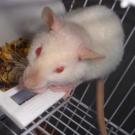 Frisaël - Rat  - Femelle